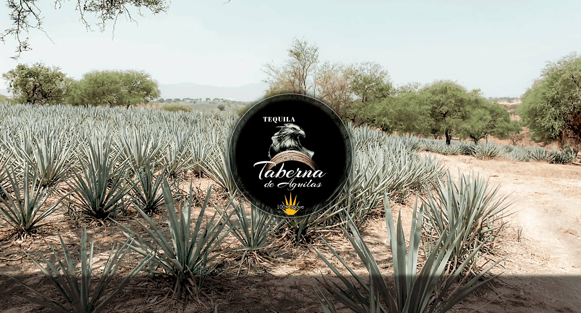 Tequila taberna de aguilas tequila 100 porciento agave